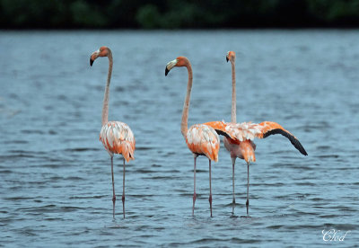 Flamant des Carabes - American Flamingo