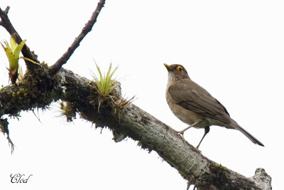 Merle  lunettes - Spectacled Thrush