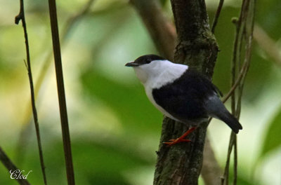 Manakin casse-noisette - White-bearded Manakin