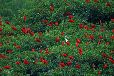 La neigeuse parmi les Ibis rouge - A snowy egret among the Scarlet Ibis