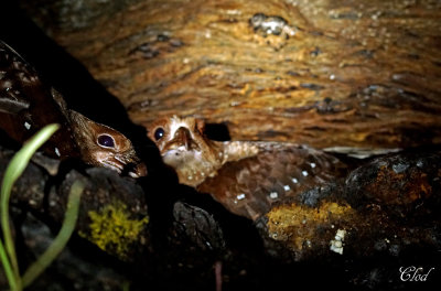 Guacharo des cavernes - Oilbird