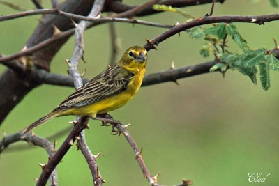 Sicale des savanes - Grassland Yellow-finch