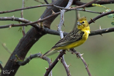 Sicale des savanes - Grassland Yellow-finch