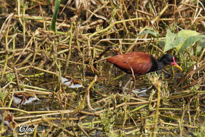 Jacana noir et jeunes - Wattled Jacana and youngs