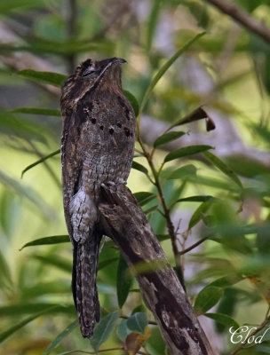 Ibijau gris - Common Potoo