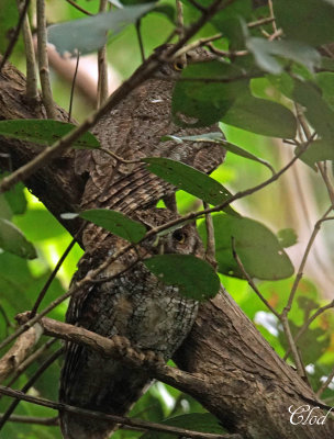 Petit-duc Choliba - Tropical Screech owl
