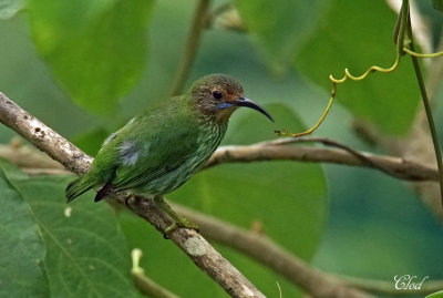 Guit-guit crulen - Purple Honeycreeper (female)