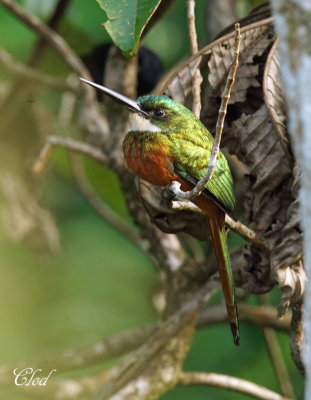 Jacamar  queue rousse - Rufous-tailed Jacamar