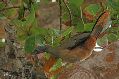 Ortalide  ventre roux - Rufous-vented Chachalaca