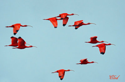 Ibis rouge - Scarlet Ibis 