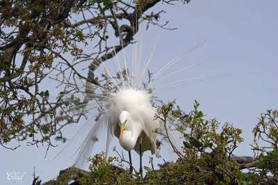 Grande aigrette - Great egret