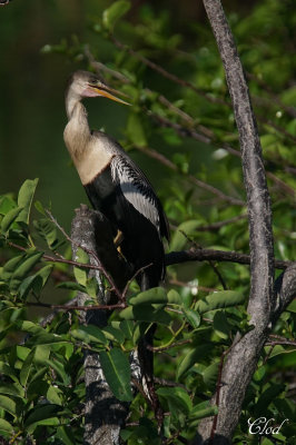 Anhinga d'Amérique - Anhinga