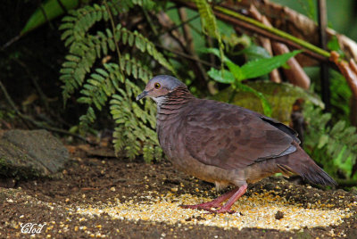 Colombe  gorge blanche - White-throated Quail-dove