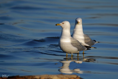 Goéland à bec cerclé - Ring-billed Gull