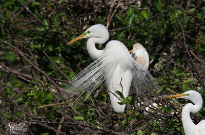 Grande aigrette - Great egret