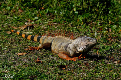 Iguane vert - Green Iguana