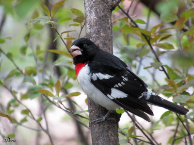 Cardinal  poitrine rose - Rose-breasted Grosbeak