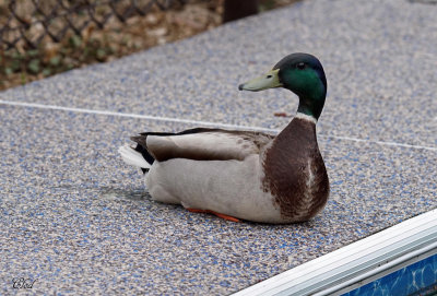 Canard Colvert - Mallard