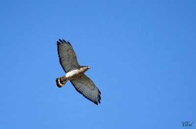 Petite buse - Broad-winged Hawk