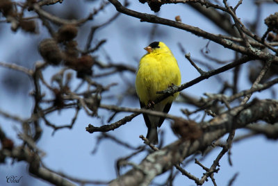 Chardonneret jaune - American Goldfinch