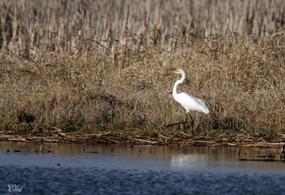 Grande aigrette - Great Egret