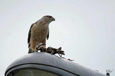 Épervier de Cooper - Cooper's Hawk