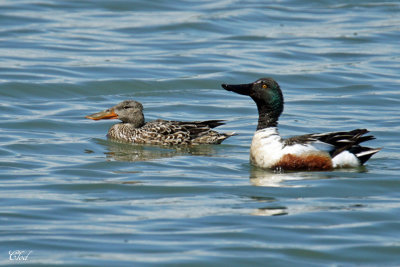 Canard souchet - Northern Shoveler