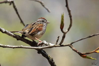 Bruant des marais - Swamp Sparrow