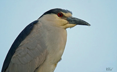 Bihoreau gris - Black-crowned Night-heron