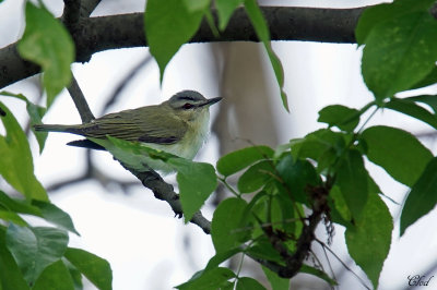 Viro aux yeux rouges - Red-eyed vireo