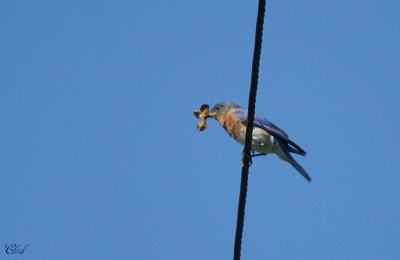 Merlebleu de l'Est - Eastern bluebird