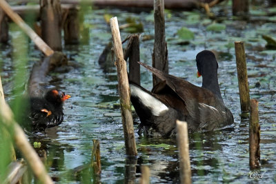 Gallinule d'Amérique - Common Moorhen
