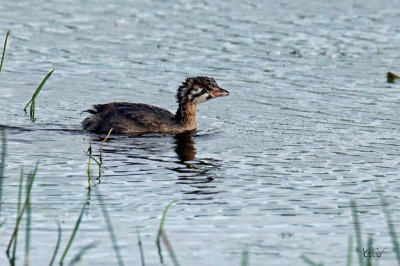 Jeune Grbe  bec bigarr - Young Pied-billed grebe