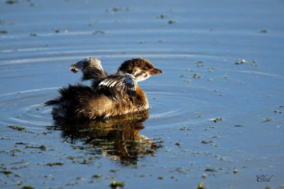 Jeune Grbe  bec bigarr - Young Pied-billed grebe