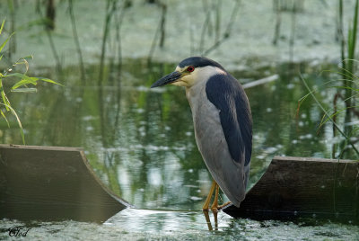 Bihoreau gris - Black-crowned Night-heron