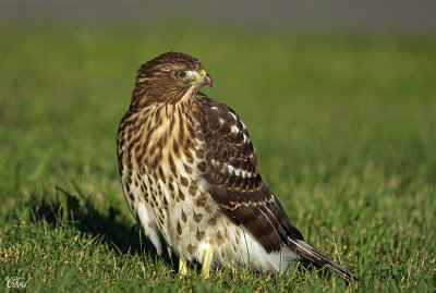 Épervier de Cooper - Cooper's Hawk (juvenile)