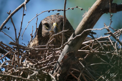 Épervier de Cooper - Cooper's Hawk (juvenile)