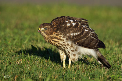 Épervier de Cooper - Cooper's Hawk (juvenile)