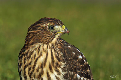 Épervier de Cooper - Cooper's Hawk (juvenile)