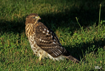 Épervier de Cooper - Cooper's Hawk (juvenile)