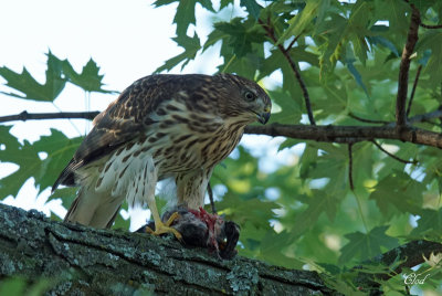 Épervier de Cooper - Cooper's Hawk (juvenile)