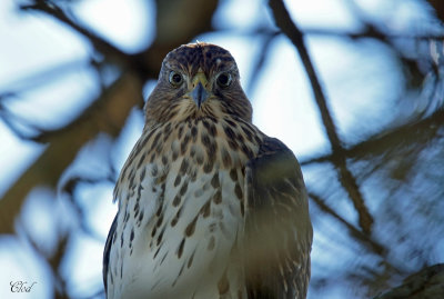Épervier de Cooper - Cooper's Hawk (juvenile)