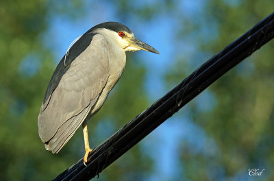 Bihoreau gris - Black-crowned Night-heron