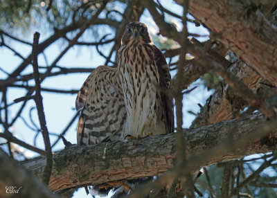 Épervier de Cooper - Cooper's Hawk (juvenile)