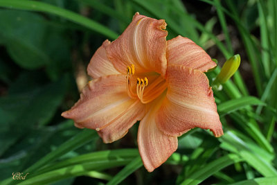 Hmrocalle - Daylily