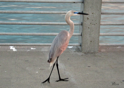 Hybride Grande aigrette/Grand héron - Great Egret/Great blue Heron Hybrid