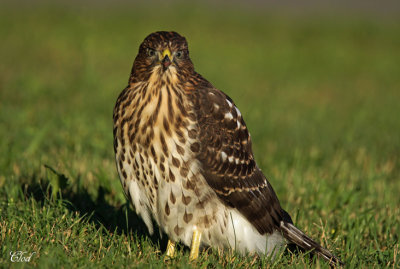 Épervier de Cooper - Cooper's Hawk (juvenile)