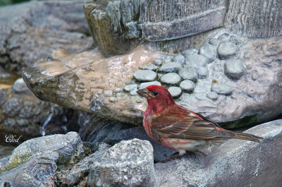 Roselin pourpr - Purple Finch