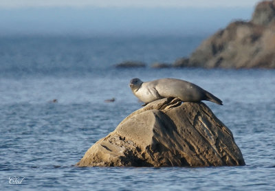Phoque commun - Harbor seal