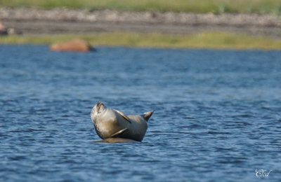 Phoque commun - Harbor seal